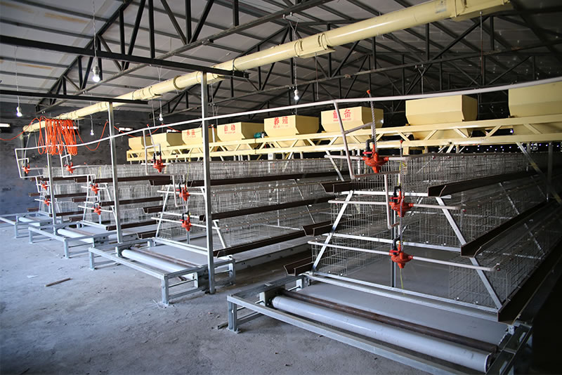 阶梯式自动化养殖设备